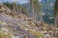 Windwurffläche am Berghang mit bergiger Landschaft im Hintergrund 