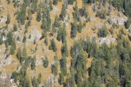 Steilhang mit Felsen und spärlichem Schutzwald aus Fichten