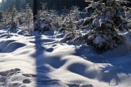 Junge Bäume im Schnee (Foto: Jan Böhm)
