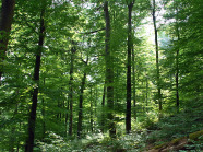 Laubwald im Sommer