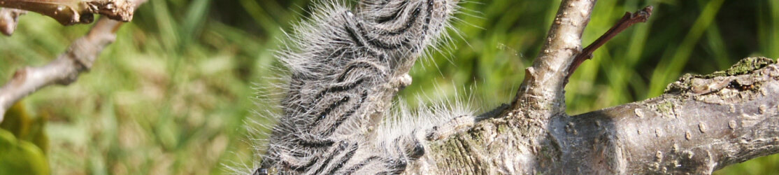 Headerbild Waldschutz (Bild: G. Lobinger, LWF)