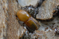 Borkenkäfer auf Fichtenrinde (© Florian Stahl)