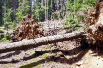 Vom Wind geworfene Fichten mit aufgestellten Wurzeltellern (© Gabriele Lobinger, LWF)