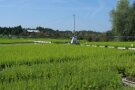 großes Feld mit kleinen Bäumen die mechanisch beregnet werden