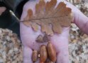 Eichenblatt, Hütchen und längliche braune Eicheln liegen in einer Hand