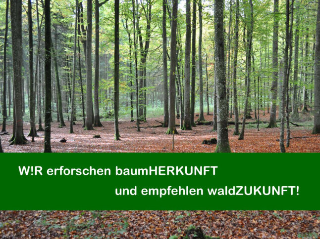 Eine Grafik auf der ein Buchenwald mit Herbstlaub am Boden abgebildet ist. In weißer Schrift steht der Spruch Wir erforschen Baumherkunft und empfehlen Waldzukunft