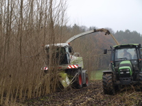 A wheeled excavator with a felling head is cutting trees on a short rotation coppice.