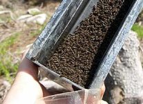 Borkenkäferfalle mit vielen gefangenen Käfern
