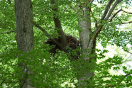 Großes Nest in einer mächtigen Buche