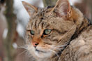 Kopfnahaufnahme einer Wildkatze.