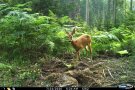 Schmalreh läuft im Wald.