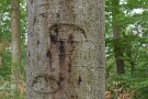 bräunlicher Schleim fließt den Stamm hinab