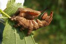 Die braune Raupe des Buchen-Zahnspinners sitzt auf einem Blatt