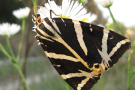 Schmetterling mit schwarzem und weißem Streifenmuster auf den Vorderflügeln.