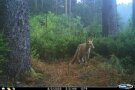 Fuchs sitzt im Wald.