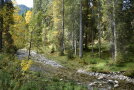 Bachlauf in einem BErgmischwald