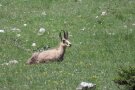 Gemse auf einer Bergwiese.