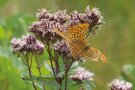 Oranger Schmetterling mit schwarzen Punkten sitzt auf einer lila Blütendolde.