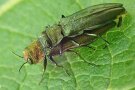 Die smaragdgrünen Käfer auf einem Blatt in Nahaufnahme 