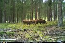 Schwarzwildrotte läuft durch einen Wald.