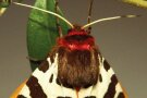 Ein Schmetterling mit braunem, flauschigem Rücken und Roten Streifen am Hals und Kragen.