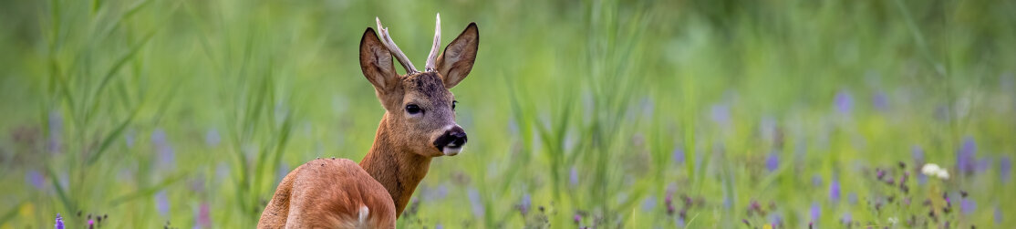 Wildtierbiologie_Header