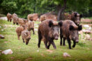 Schwarzwildrotte (Foto: zolastro/fotolia.com)