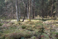 Lichter Moorwald.