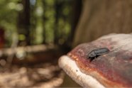 Pilz an Baumstamm mit Käfer darauf