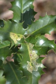 Gangminen der Ilex-Minierfliege auf Blättern der Stechpalme