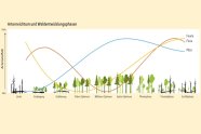 Grafik die den Lebenszyklus eines Waldes schematisch beschreibt