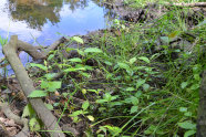 Naturverjüngung von Flatterulme im Matsch