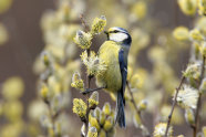 Eine Blaumeise sitzt auf einem Weidenast, an dem die Kätzchen blühen