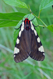 Schwarz-brauner Schmetterling mit weiß getupten Flügelrändern und schwarz-rotem Körper sitzt auf einem Blatt.