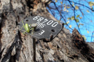 Grüne Schrecke auf Identifikationsschild eines Baumes