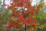 Junge Roteiche mit Herbstlaub