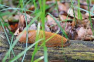 Braun-rote Nackschnecke auf Totholzast