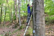 Der Autor klettert mit einer Feldleiter zu einer Mulmhöhle hinauf um eine Falle anzubringen