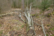 Geschnittenes Buchentotholz im Buchenbestand