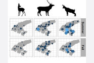 Erste Beispielhafte Darstellung des relativen Abundanz Indexes (RAI) aufgeteilt nach Wildart (Spalten) und Jahreszeit (1. Reihe = Sommer, 2. Reihe = Herbst). Diese ersten Rohdaten lassen Verschiebungen in der Raumnutzung durch die drei Wildarten im Jahresverlauf beobachten.