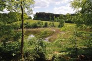 Blick auf einen Weiher, dahinter Wiese, dahinter Wald