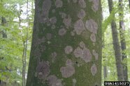 Buchenstamm mit weißen hantelgroßen Flecken, des Weißen Rindenpilzes