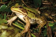 Grüner Kleiner Wasserfrosch in feuchtem Schlamm