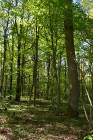 Foto zeigt einen schattigen Waldboden und Bäume aller Altersklassen