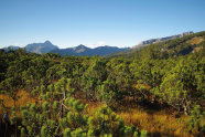 Blick auf Bergkiefern-Moorwald in den Alpen