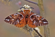 Ein brauner Schmetterling