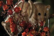 Haselmaus frisst an einem Zweig rote Beeren.