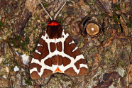 Braun-weißer Schmetterling mit rot-schwarzem Kopf sitzt an Baumstamm.