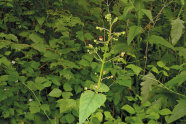 Braunwurz: lange Stielpflanze mit länglichen, spitz zu laufenden Blättern und gestielten Blütenständen