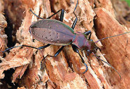 Metallisch-braunen Käfer mit langen Antennen auf einem Stück Totholz